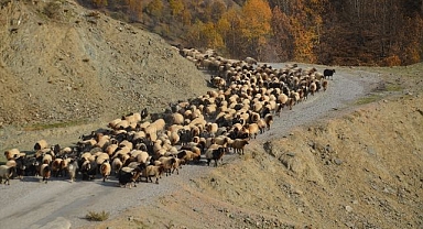 Besicilerin sıcak bölgelere yolculuğu başladı