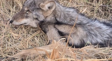Bitkin kurt koruma altında!