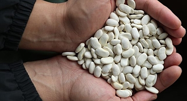 Bu fasulye başka fasulye! Genetik miras olarak korunacak