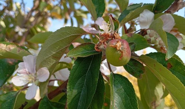 Çiçek açıp herkesi şaşırttı!