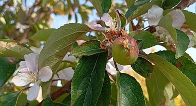 Çiçek açıp herkesi şaşırttı!