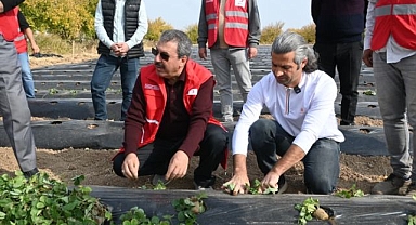Çilek yetiştiriciliğinde hibe destekli proje 