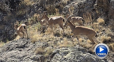Dağ keçileri sürü halinde görüntülendi
