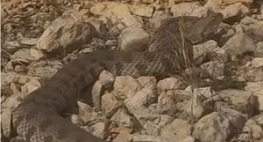 Dev engerek yılanı görüntülendi