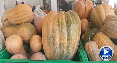 Dev kabaklar görenleri hayrete düşürdü!