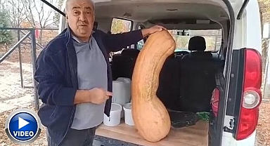 Devasa büyüklüğüyle görenleri şoke etti