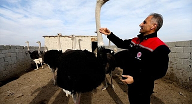 Deve kuşu yetiştirme hayali ona çiftlik kurdurdu