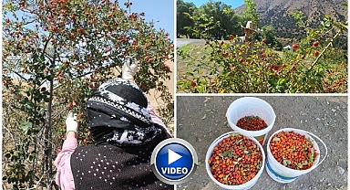 Doğal şifa kaynağının sofralara yolculuğu başladı