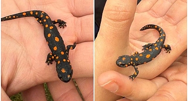 Doğaseverlerin karşısına çıktı!