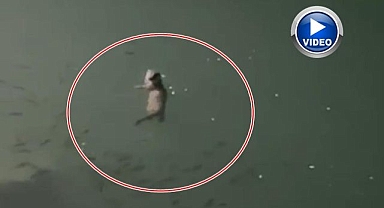 Doğaseverlerin objektifine takıldı