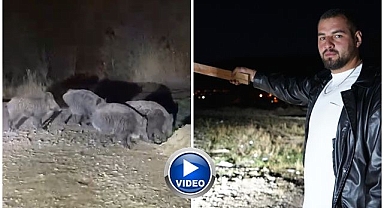 Domuz sürüsüyle burun buruna geldiler!