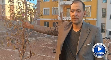 Don nedeniyle iklim şaşırdı! Kuruyan ağaç yeniden filizlendi