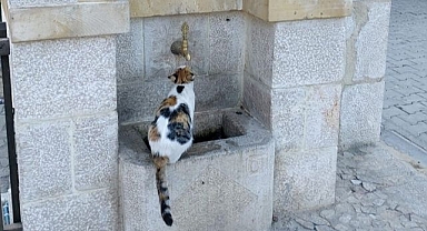 Düzenli olarak buraya geliyor: Görenleri gülümseten anlar..