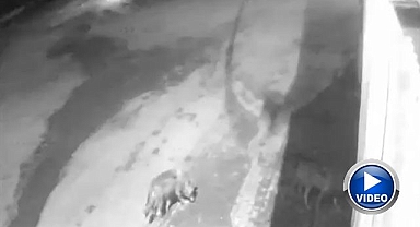 Erzurum'da kurt paniği! Köylüler tedirgin!