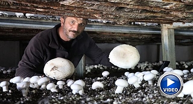 Erzurum'da örnek çiftçi son hasadı yapıyor 