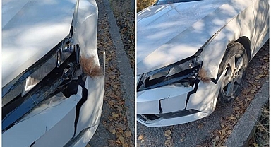 Erzurum'da otomobil ayıya çarptı!