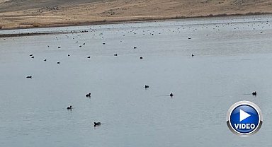 Erzurum'da yaban ördeklerinin şovu büyüledi