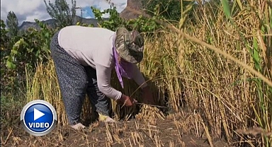 Erzurum sınırında pirinç hasadı başladı