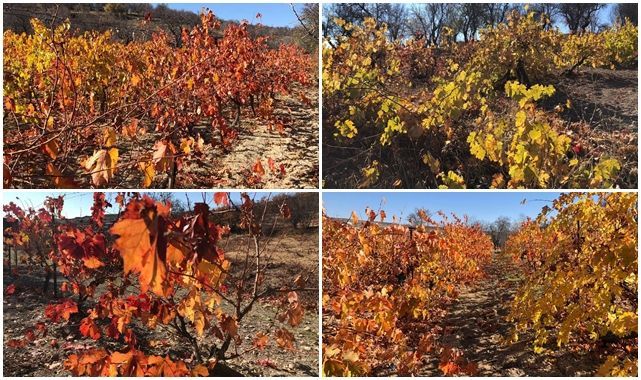 Eşsiz renkleriyle hayran bırakıyor