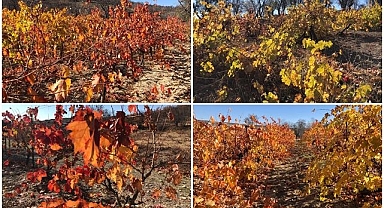 Eşsiz renkleriyle hayran bırakıyor