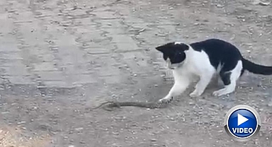  Fareyle oynar gibi yılanla oynadı