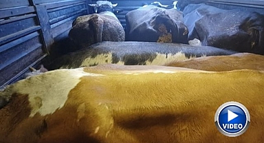 Film gibi hayvan hırsızlığı