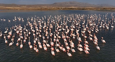 Flamingolar göldeki konaklama süresini uzattı