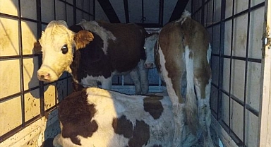 Gece devriyesinde çaldıkları hayvanlarla yakalandılar