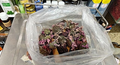 Geçmeyen öksürüğe ‘bitkisel' karışım