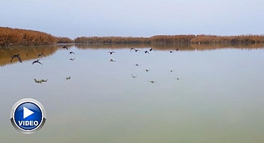 Göç etmeyen kuşlar sıcak sulara sığındı