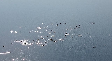 Göçmen kuşların yeni rotası