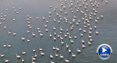 Göl kuruyunca flamingolar rota değiştirdi