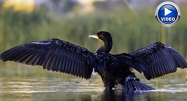 Her yıl yüzlerce göçmen kuşu ağırlıyor