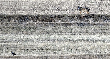 İlçe kırsalında kurt ve vaşak görüldü