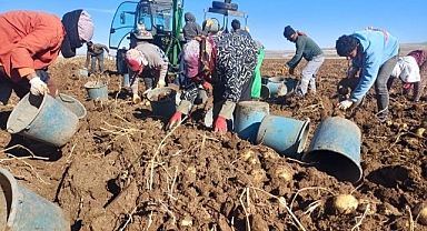 İlk defa ekildi! Üreticisine umut oldu...