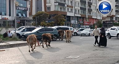 İnekler şehre indi! Trafiği birbirine kattılar