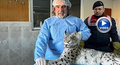 İnsan-yaban hayvanı teması risk taşıyor