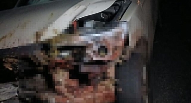 Kamyonet sürüye daldı! Onlarca hayvan...