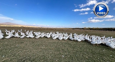 'Kar yiyen kazlar' kesime hazır   