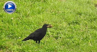 Kargaların unuttuğu cevizler ağaç oluyor