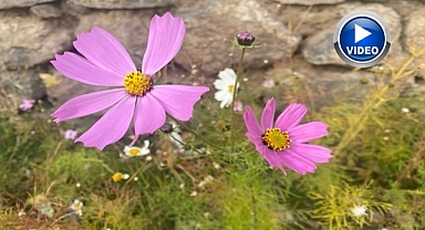 Kasım ayında açan çiçekler şaşırttı