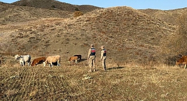  Kaybolan hayvanları jandarma buldu