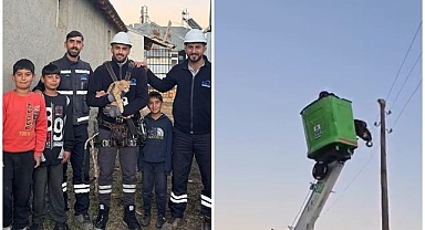 Kedi için seferber oldular