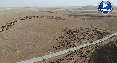 Kilometrelerce yol göçerleri bekliyor