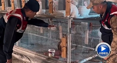 Kızıl şahin emin ellerde   