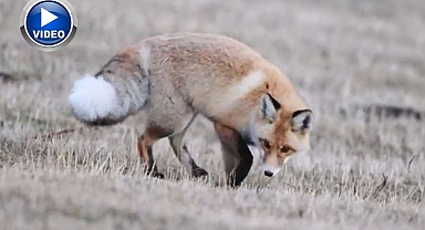 Kızıl tilkinin fare avı kamerada