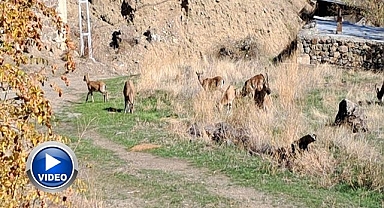 Köyde yaban keçileri özgürce otluyor