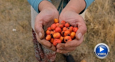 Köylülerin zorlu hasat mesaisi