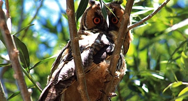 Kulaklı orman baykuşu görüntülendi