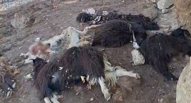 Kurt saldırısında telef oldular!